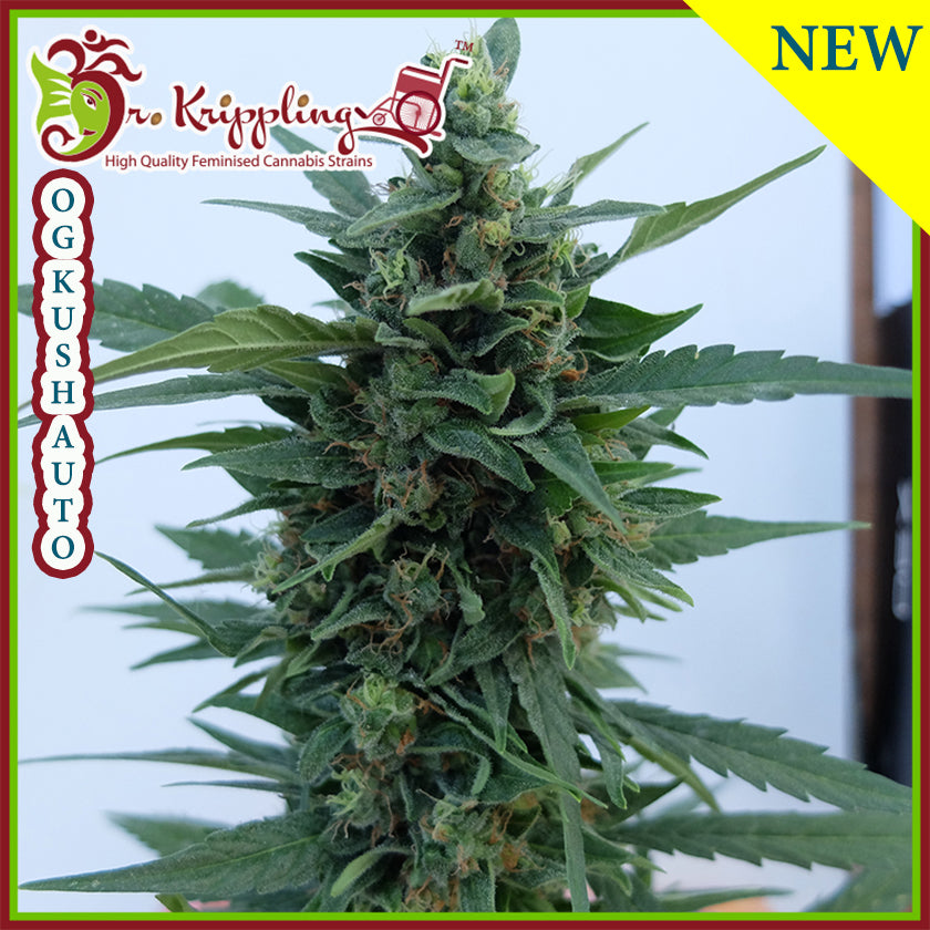 OG Kush Auto Feminisierte Samen