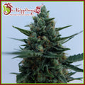 Semillas feminizadas de White Rush Auto