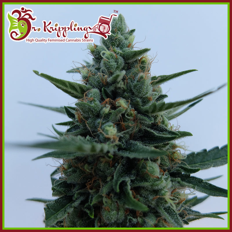White Rush Auto Feminisierte Samen