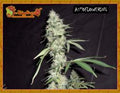 Semillas feminizadas de Sonic Bloom Auto