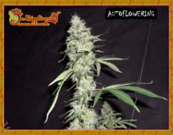 Semillas feminizadas de Sonic Bloom Auto
