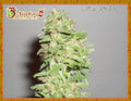 Semillas feminizadas de Dizzy Lights Auto