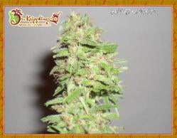 Semillas feminizadas de Dizzy Lights Auto