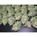 Painkiller Feminised Seeds