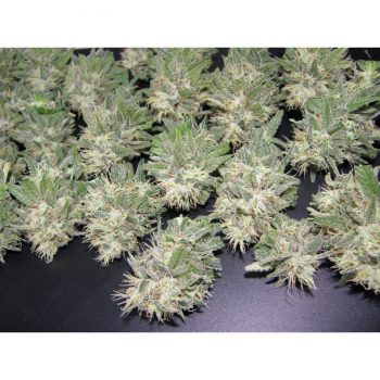 Painkiller Feminised Seeds