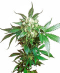 Semillas feminizadas de Black Domina