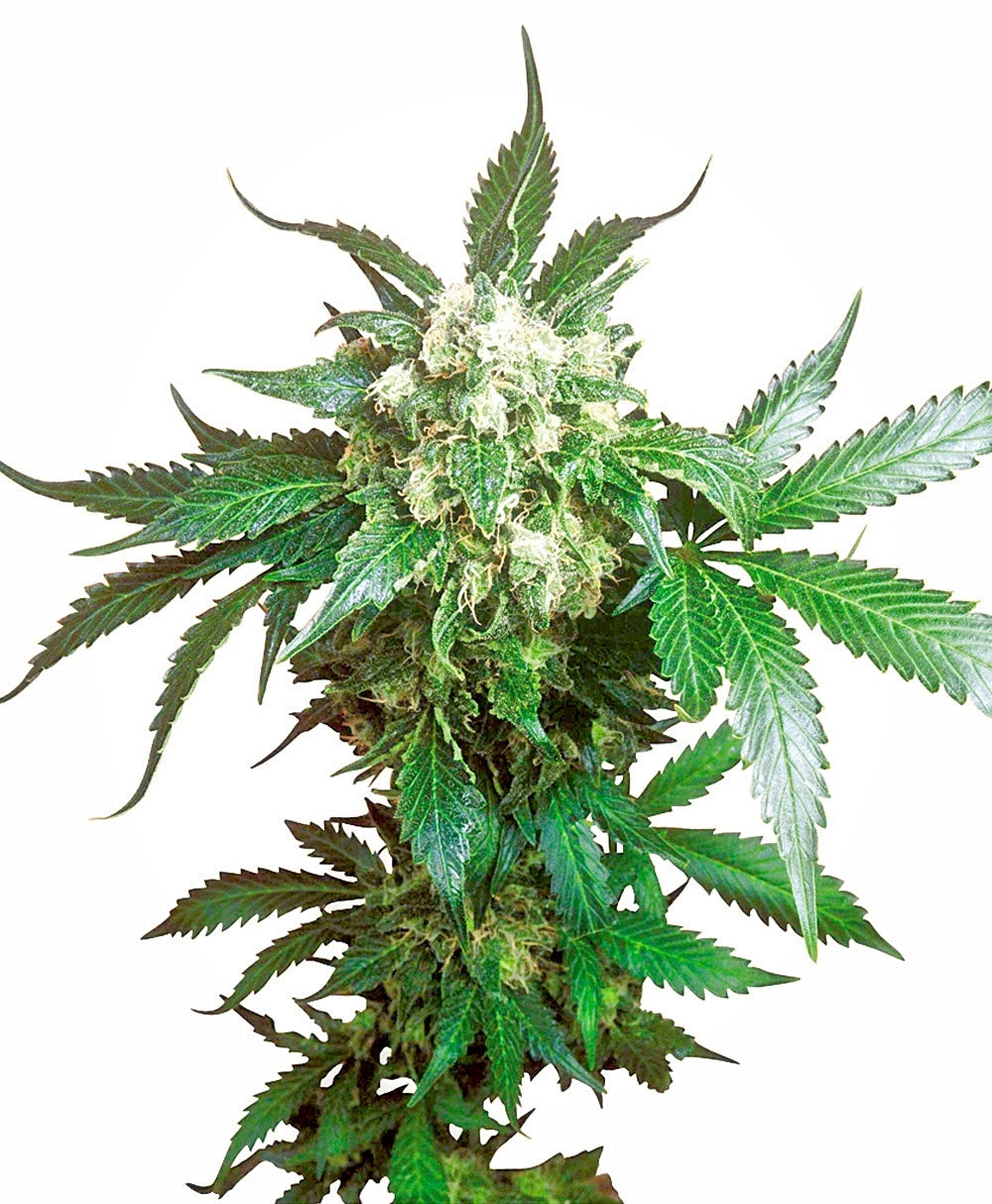 Semillas feminizadas de Black Domina