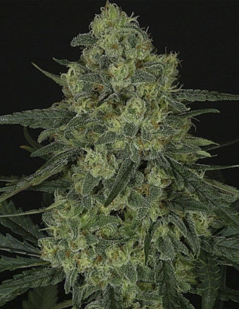 Criminal Feminised Seeds