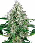 Semillas feminizadas de Pure Power Plant Auto