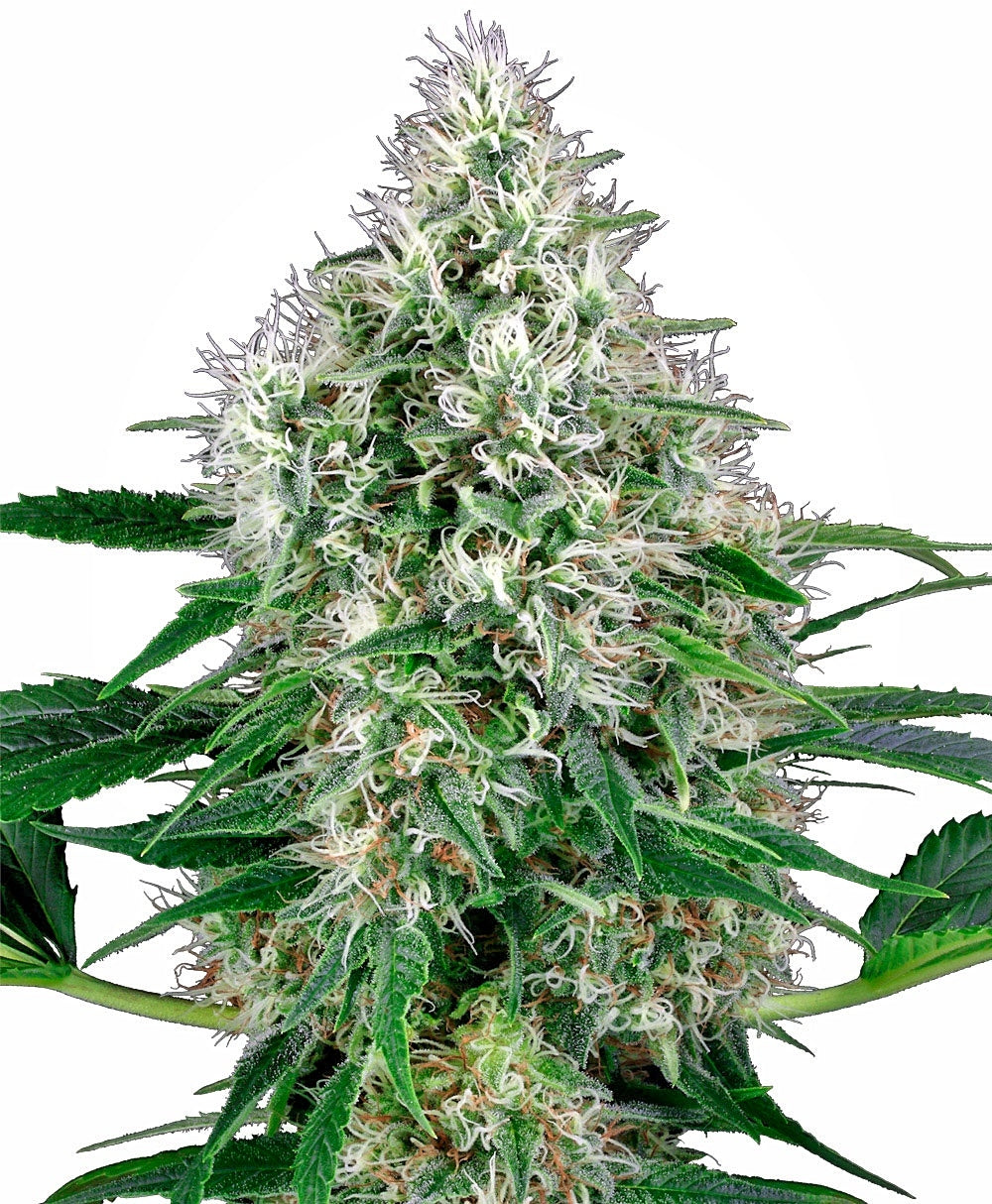 Semillas feminizadas de Pure Power Plant Auto