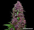 Semillas feminizadas de Purple Mazar Auto