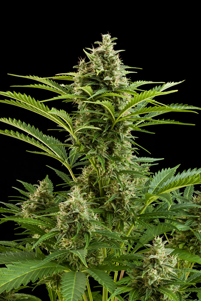 Vesta Auto Feminised Seeds