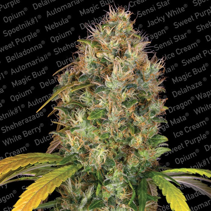 Semillas feminizadas de Dutch Kush