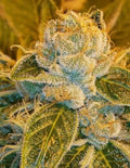 Semillas feminizadas de Sour Ripper