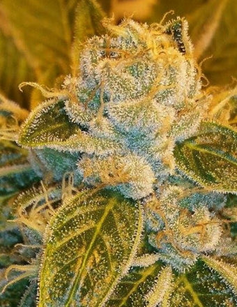 Semillas feminizadas de Sour Ripper