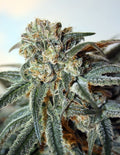 Semillas feminizadas de Zombie Kush