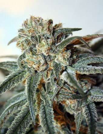 Semillas feminizadas de Zombie Kush