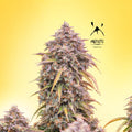 Semillas feminizadas de 3 Bears OG Auto