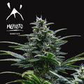 Semillas feminizadas de Skywalker Auto