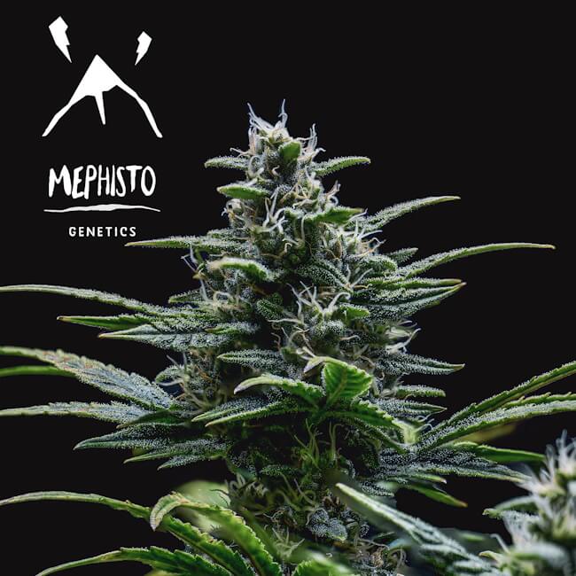 Skywalker Auto Feminised Seeds