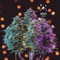 Sour Stomper Auto Feminised Seeds