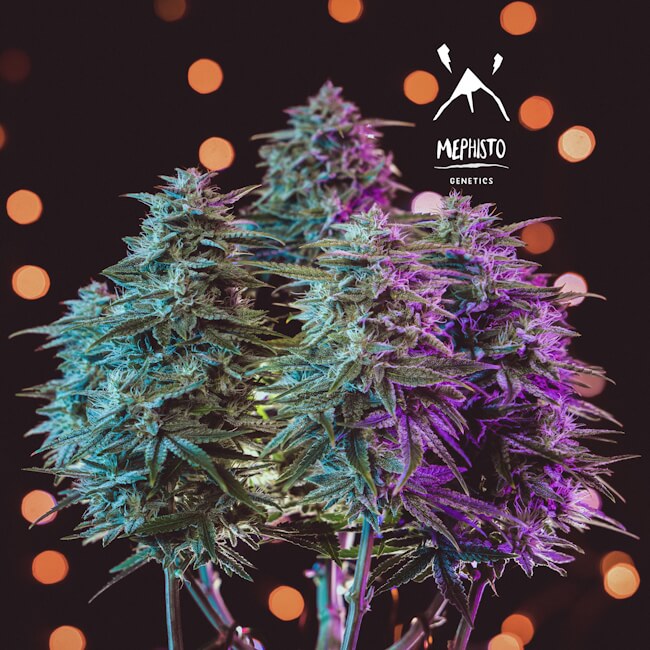Semillas feminizadas de Sour Stomper Auto