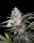 Sour Livers Auto Feminised Seeds