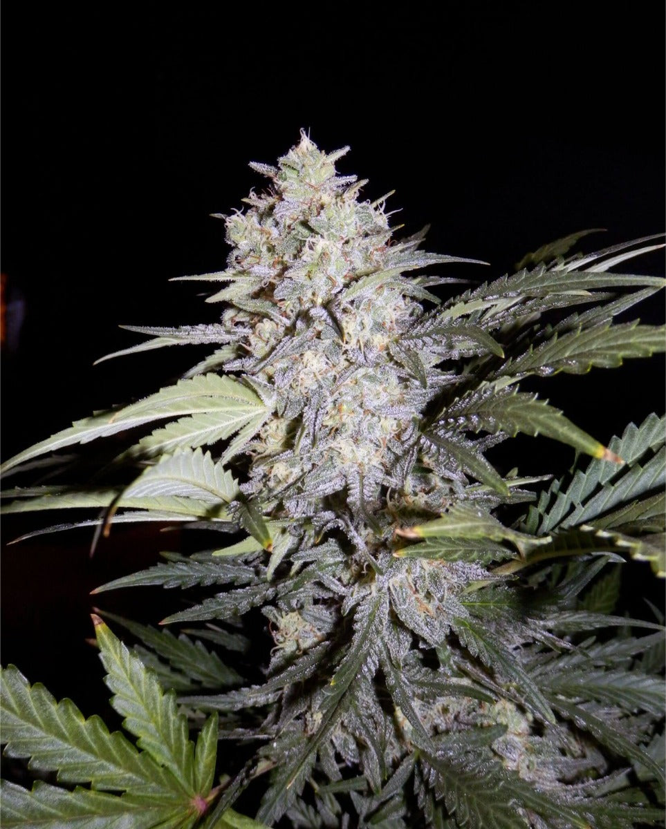 Semillas feminizadas Sour Livers Auto