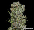Semillas feminizadas de White Critical Express