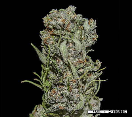 Semillas feminizadas de White Critical Express