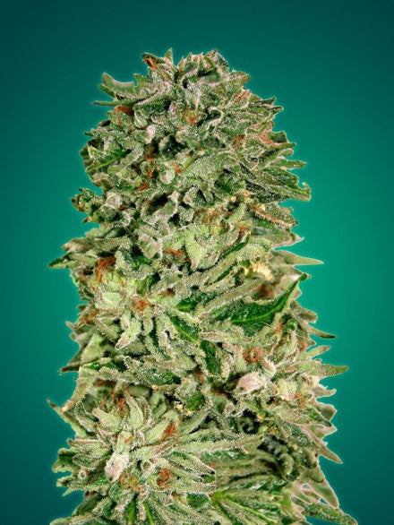 Semillas feminizadas Shark Widow CBD