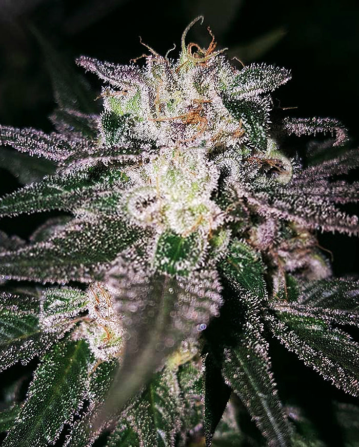 Semillas feminizadas de Gorilla Cookies (GG#4 x Cookies)