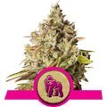 Royal Gorilla feminisierte Samen