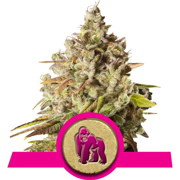 Royal Gorilla feminisierte Samen