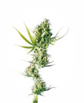 Durban Feminised Seeds