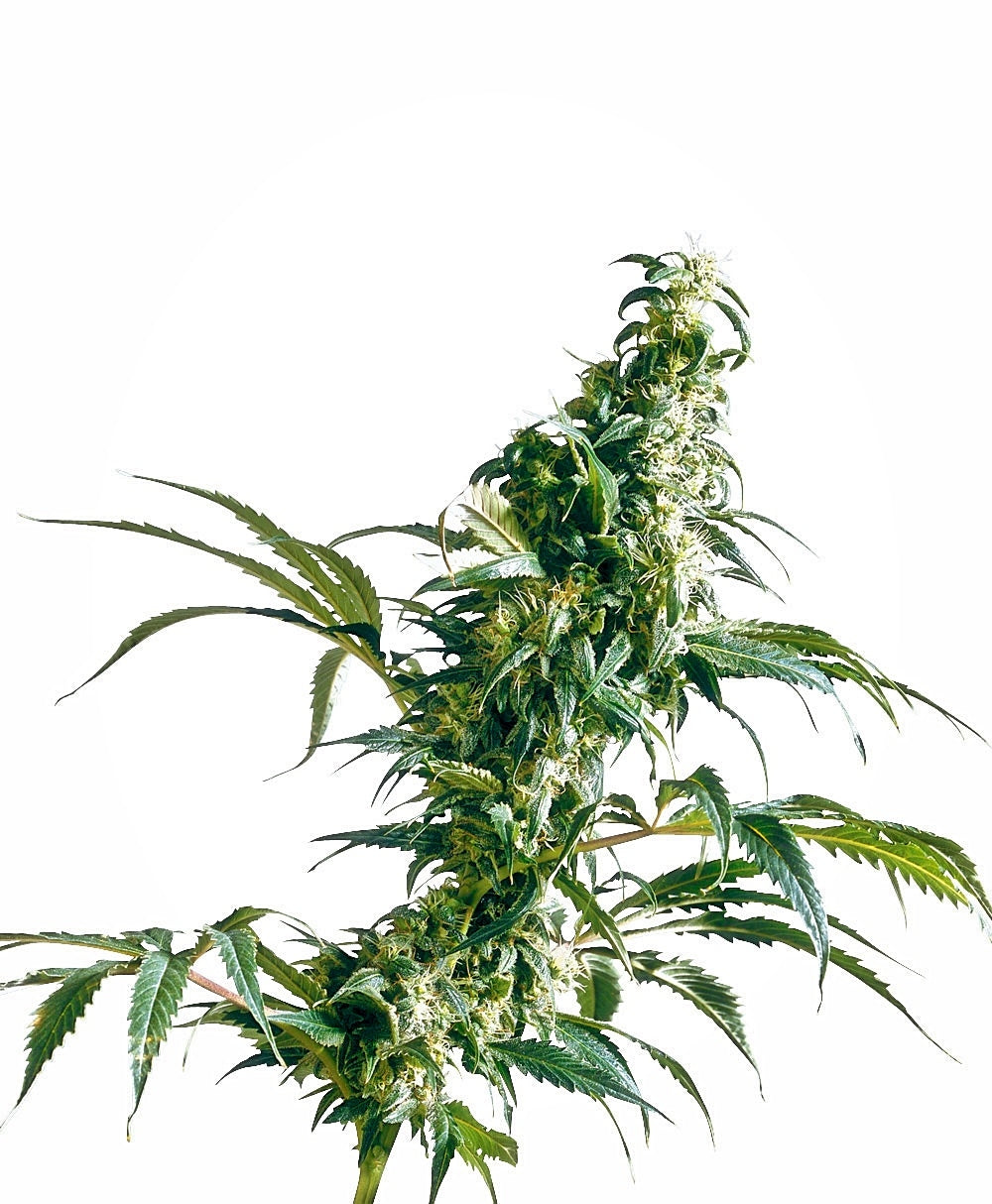Semillas feminizadas de Mexican Sativa