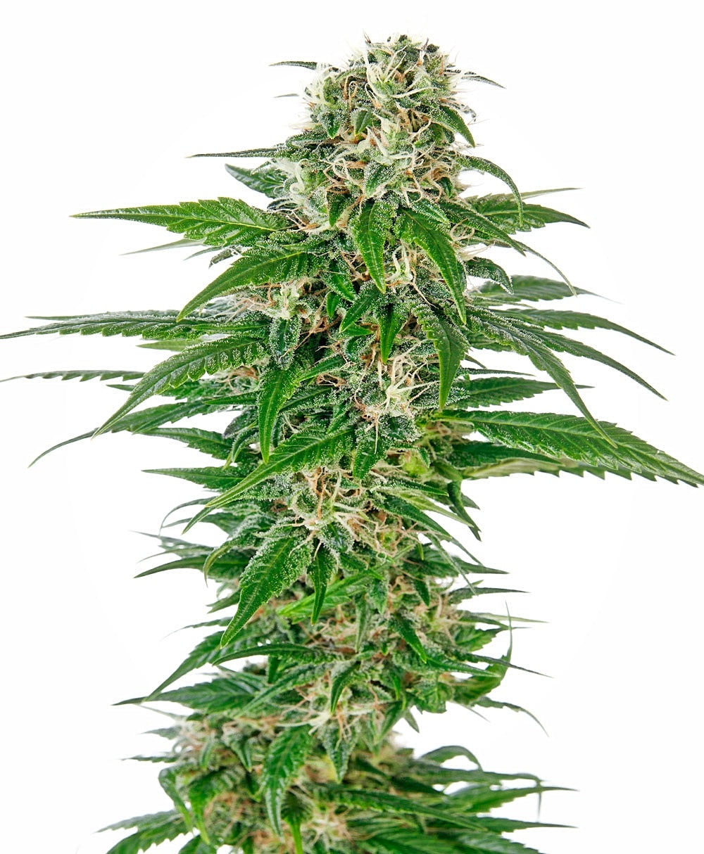 Semillas feminizadas de Early Skunk Auto
