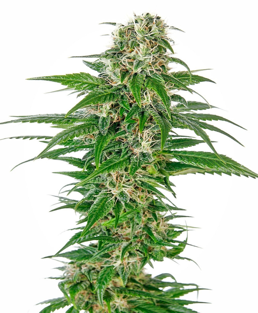 Early Skunk Auto Feminisierte Samen