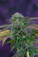Alchemy Regular Seeds