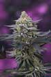 Cherrygasm Regular Seeds