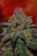 Traubenlimette Ricky Regular Seeds
