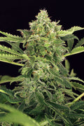 Semillas feminizadas de Mango Cream Auto