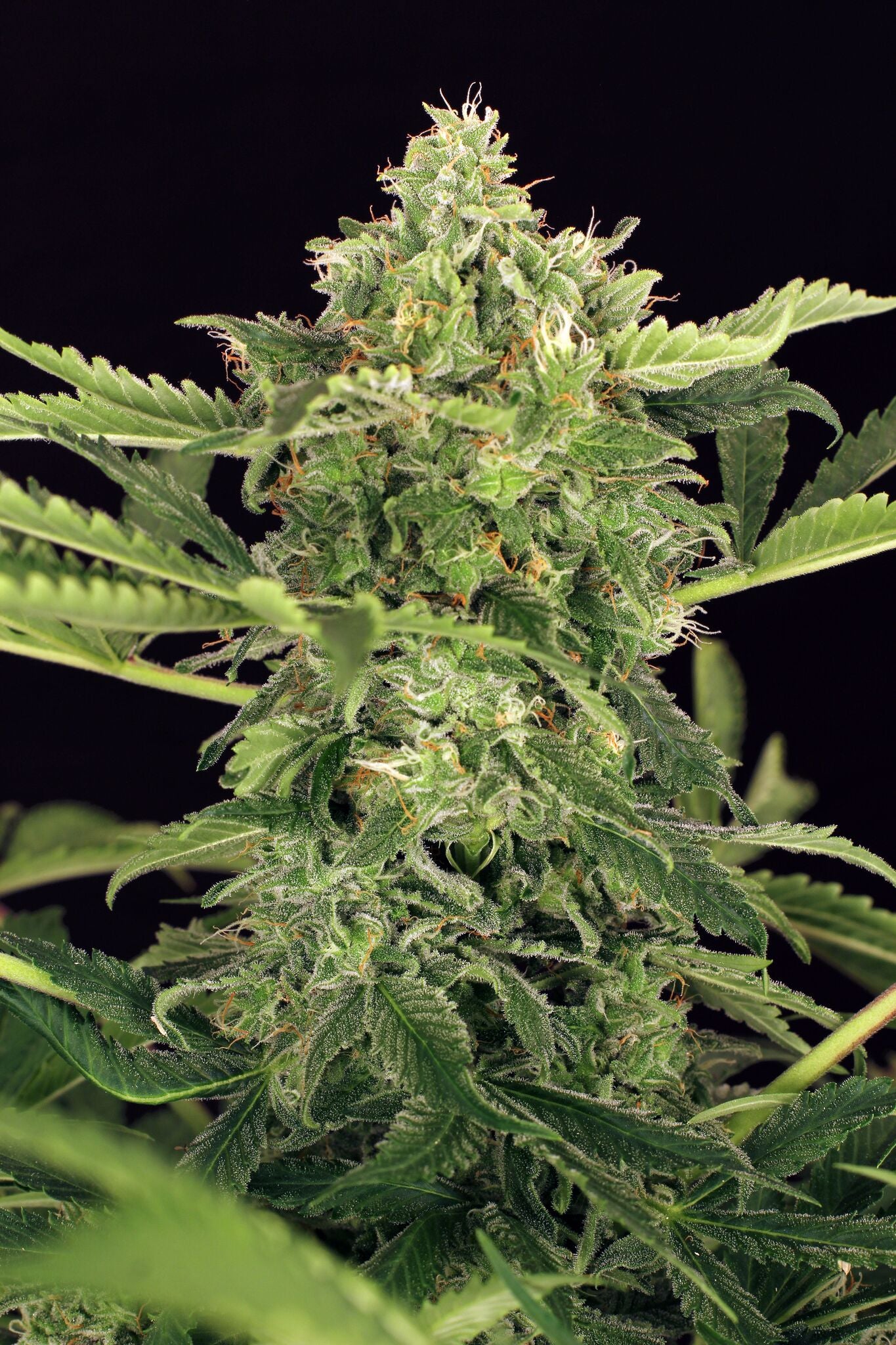 Semillas feminizadas de Mango Cream Auto