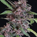Semillas feminizadas de Black Lemon Auto