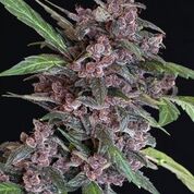 Semillas feminizadas de Black Lemon Auto