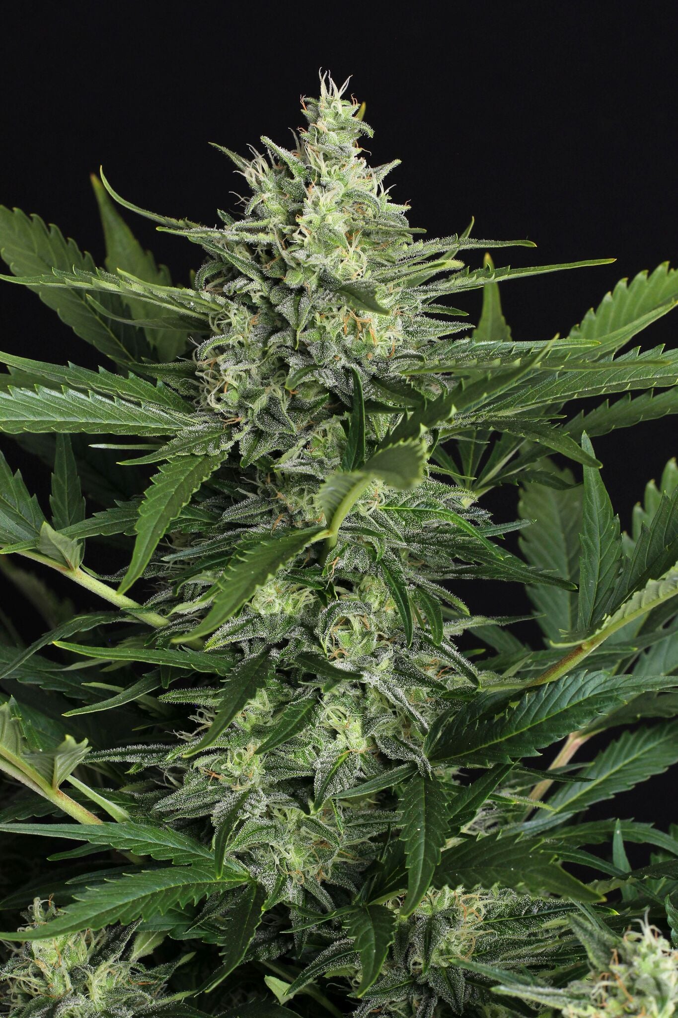 Semillas feminizadas Green Gummy Auto