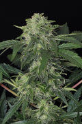Semillas feminizadas Jungle Fever Auto