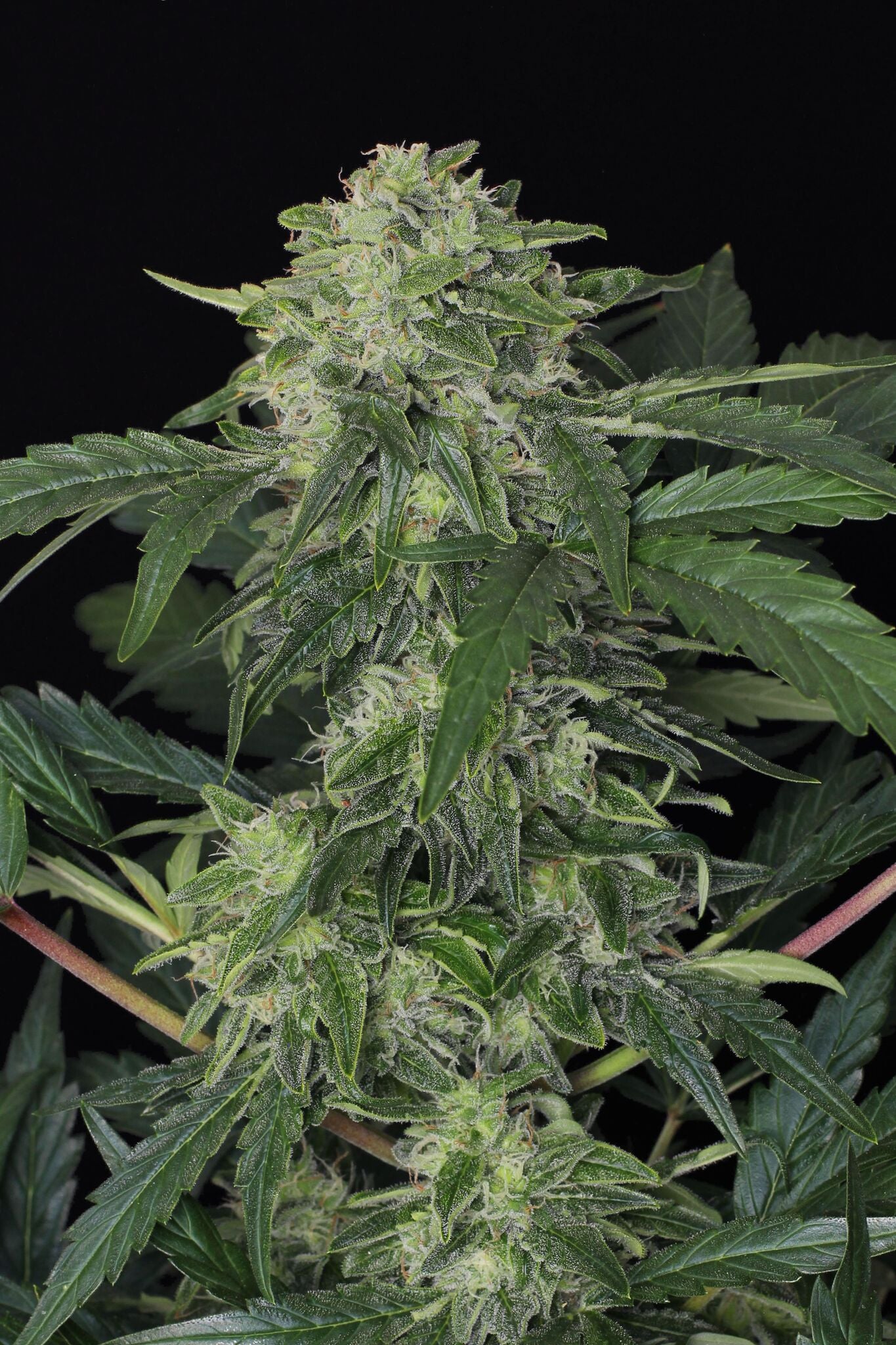 Semillas feminizadas Jungle Fever Auto