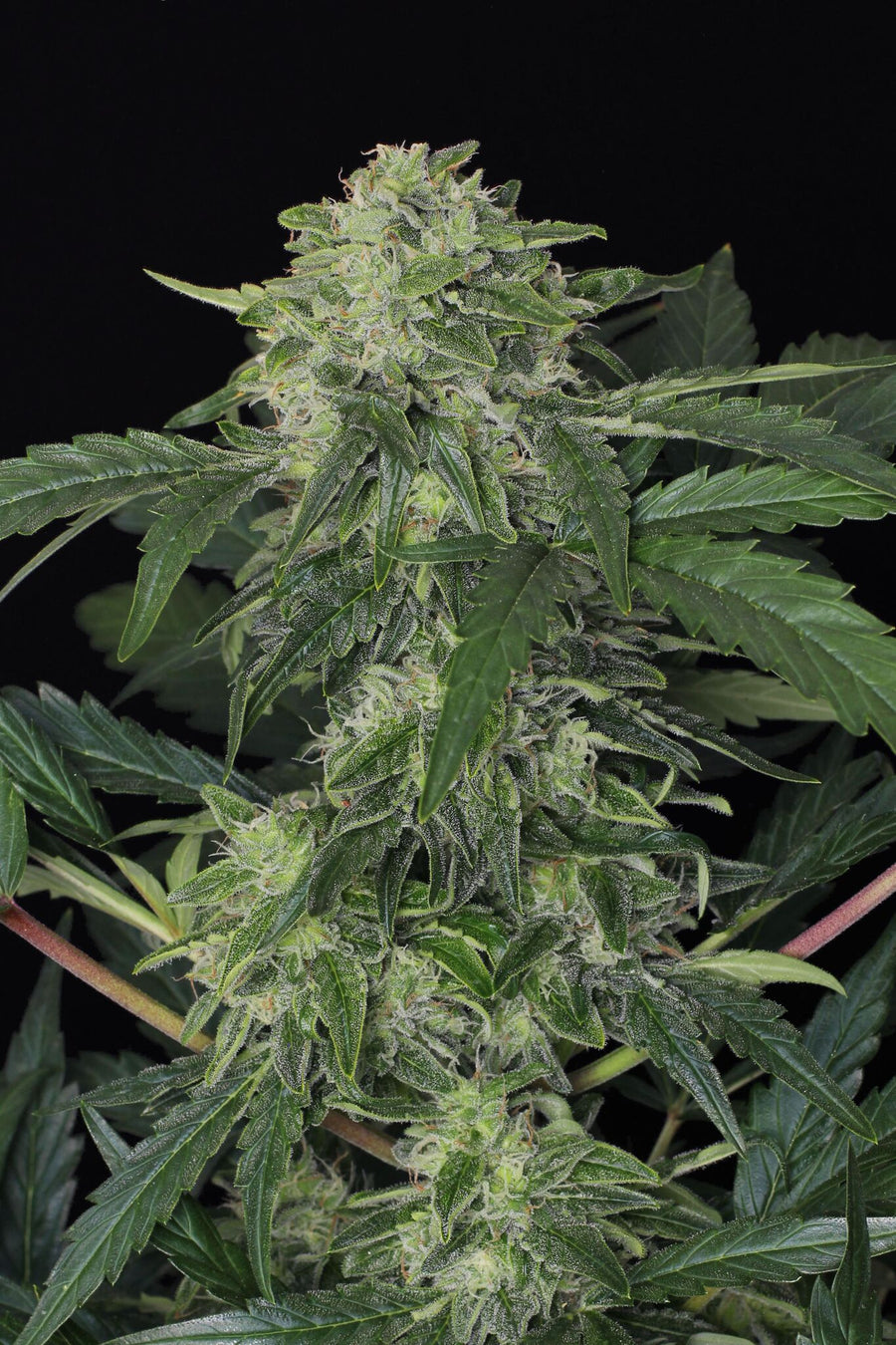 Jungle Fever Auto Feminised Seeds