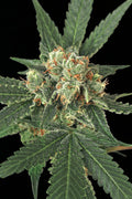 Semillas feminizadas de Blue Monkey